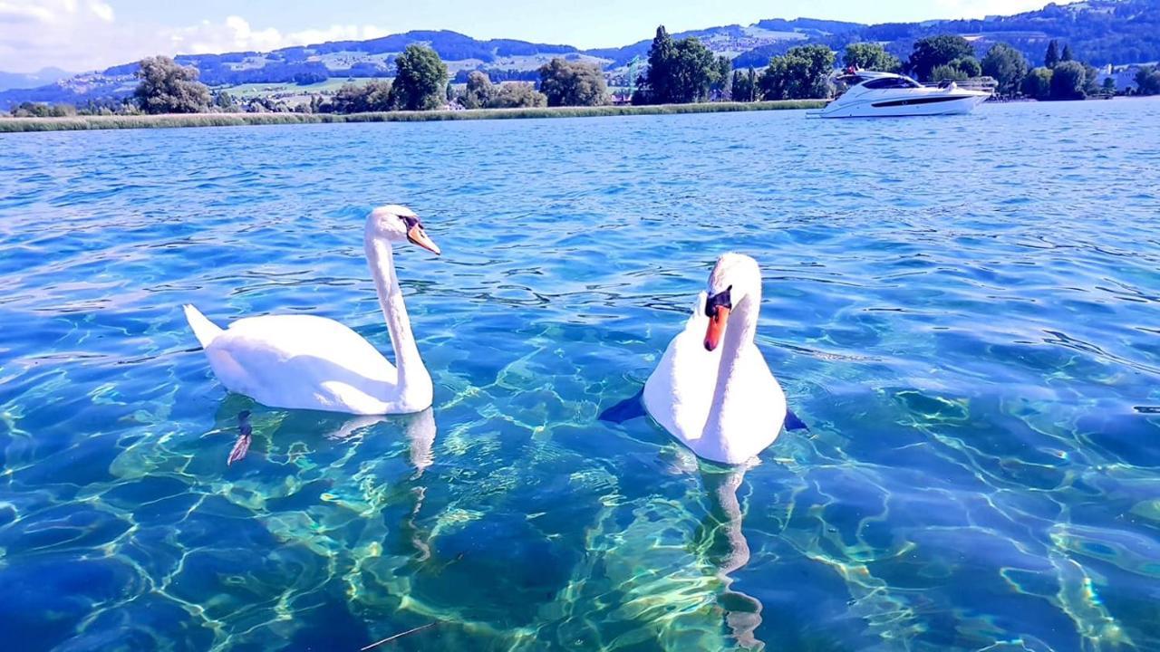 Schoenes Studio In Arbon Am Bodensee Neu Klimatisiert ! المظهر الخارجي الصورة